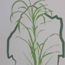 GROWER SUPPORT MANAGER (GSM) 
